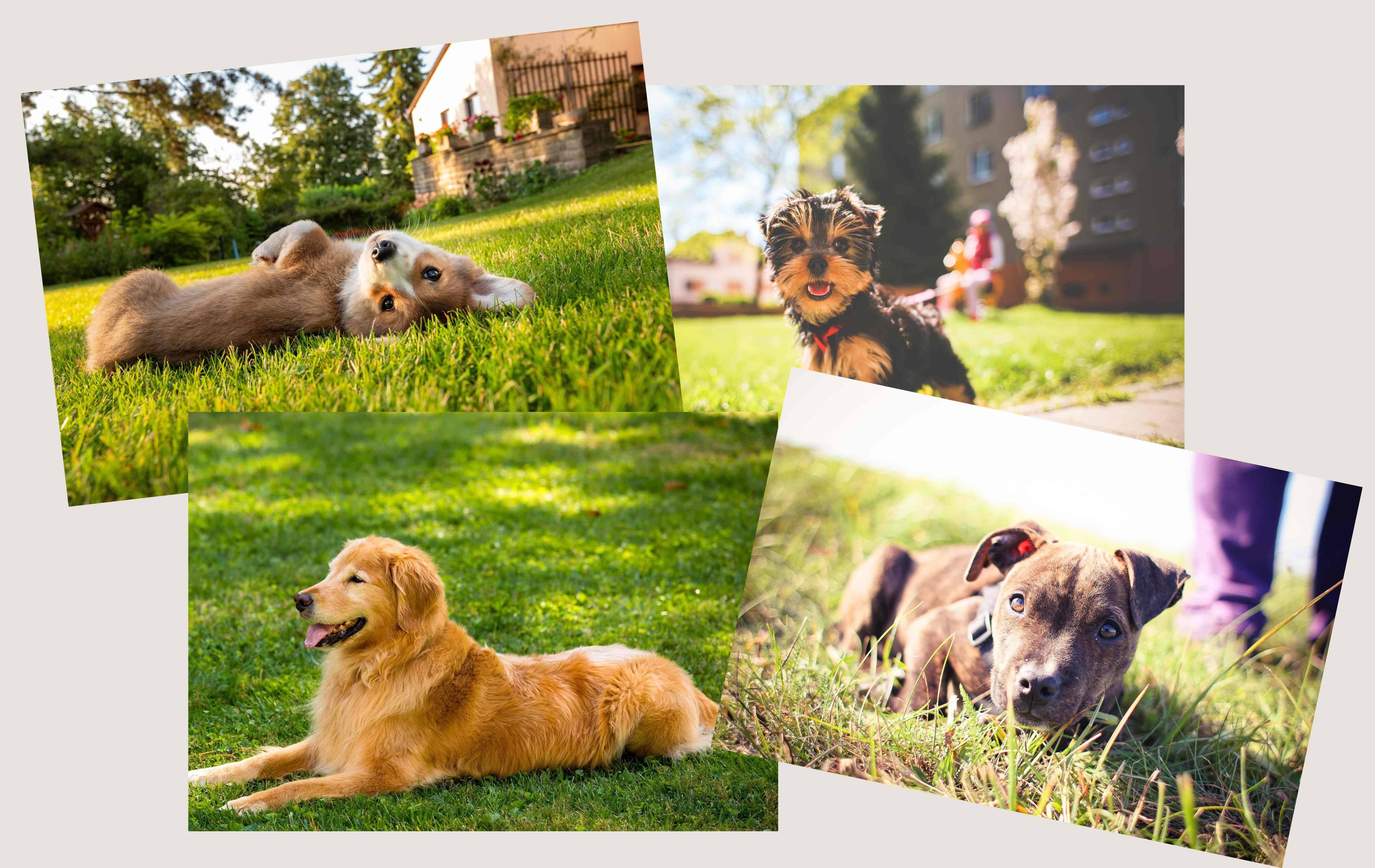 San Antonio helps dogs of all sizes and personalities