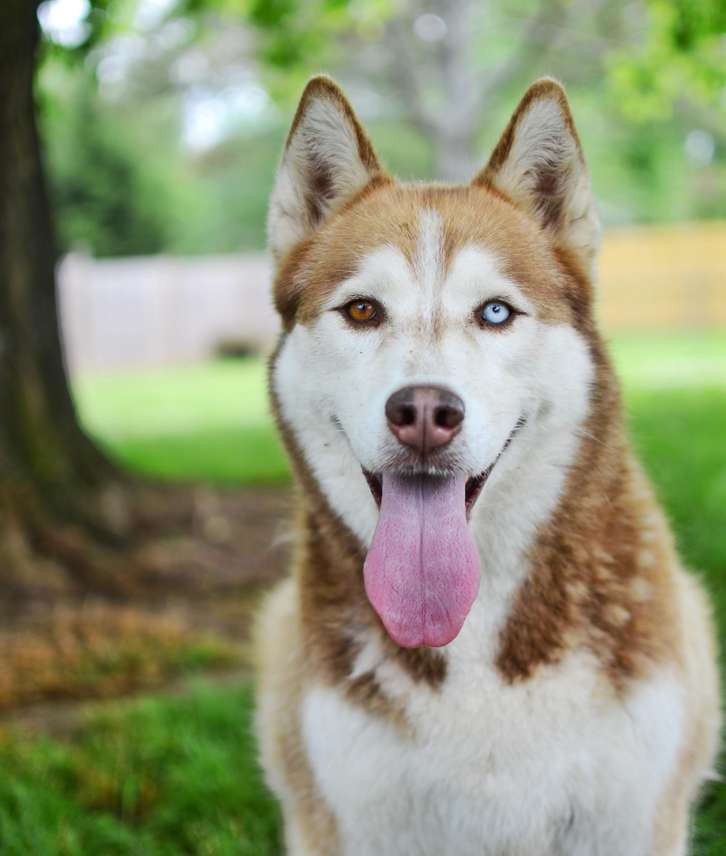 Meet the San Antonio Happy Dog